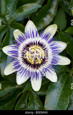 La passion des fleurs en Sellack Herefordshire Angleterre Royaume-Uni Banque D'Images