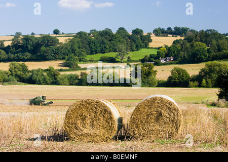 Moissonneuse-batteuse dans un champ de blé Herefordshire Angleterre Royaume-Uni Banque D'Images