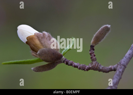 Fleur de bourgeon Magnolia blanc unique printemps personne ne ferme gros plan de dessous oerhead arrière-plans arrière-plan le printemps est arrivé enfin ici haute résolution Banque D'Images