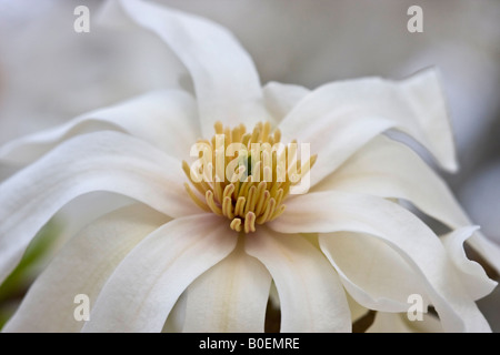 Arbre Magnolia Étoile Blanche avec une seule fleur, gros plan vu du dessus, images overhead, photos, vente sur Alamy, horizontal aux États-Unis US, haute résolution Banque D'Images