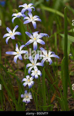 Bleu Chionodoxa luciliae gloire de la neige fleurissant fleurs personne d'en haut de l'image arrière-plan vertical aux États-Unis US haute résolution Banque D'Images