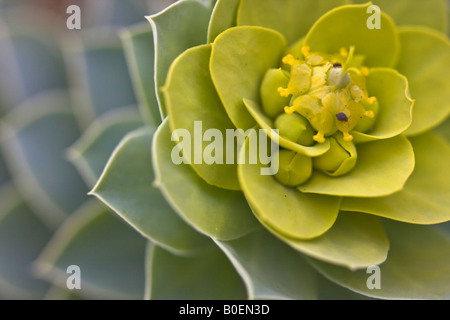 Euphorbia myrsinites d'en haut personne aucune personne gros plan gros plan flou arrière-plan flou vue de dessus au-dessus haute résolution Banque D'Images