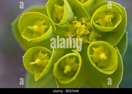 Euphorbia myrsinites flore florale vue d'en haut personne aucune gros plan macro détail affichage flou arrière-plan flou vue de dessus haute résolution Banque D'Images