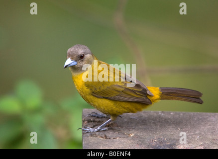 Écarlate Rumped Tanager femelle perché Banque D'Images