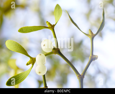 Close up de gui, Viscum album et berry. Banque D'Images