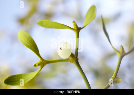 Close up de gui, Viscum album et Berry Banque D'Images