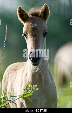 Poulain cheval Tarpan en polonais meadow Banque D'Images