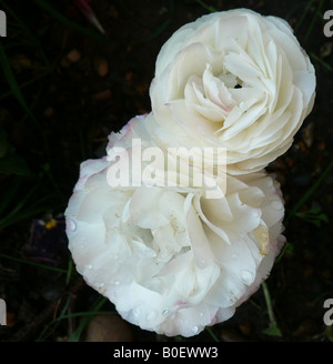 Fleur blanche - RANANCULUS Banque D'Images