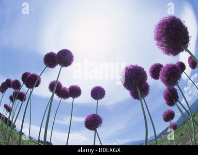 La fleur d'un Allium Banque D'Images