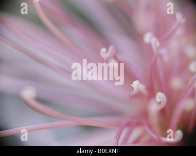 Le Cœur de la fleur d'un chrysanthème Banque D'Images