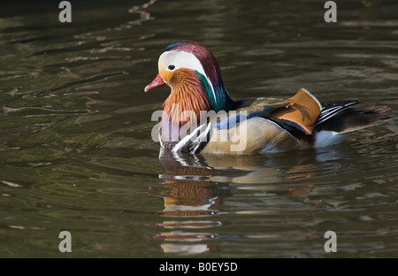 Canard mandarin (Aix galericulata) natation, à Martin simple Wetland Centre (WWT) en Burscough, Lancashire. Banque D'Images