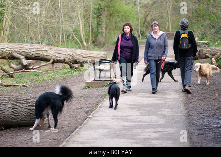 Trois femmes dog walkers crossing chemins par quatre chiens en vassaux Bristol UK Banque D'Images