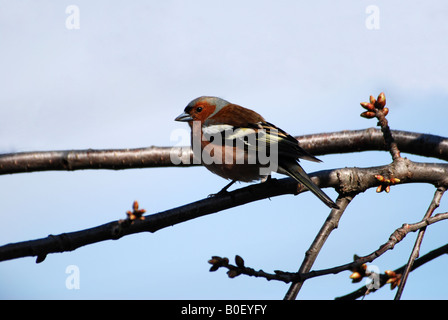 Fringilla coelebs Chaffinch Buchfink fringillidae homme Suisse Banque D'Images