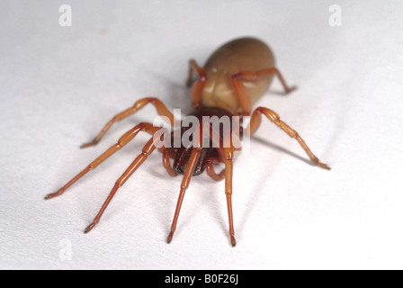 Araignée Dysdera crocata le cloporte est une espèce d'araignée qui se nourrit exclusivement de cloportes Banque D'Images