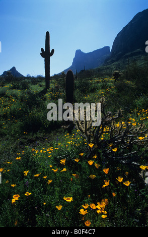 Saguaro cactus jaune et coquelicots, Picacho Peak State Park, Arizona USA Banque D'Images