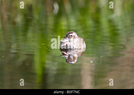 Sarcelle annelé femelle Canard - Callonetta leucophrys Banque D'Images