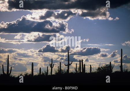 Une rangée de cactus Saguaro sont découpé sur un ciel d'après-midi Banque D'Images