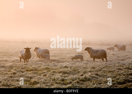 Brebis et d'agneaux de printemps sur les niveaux de Somerset Banque D'Images