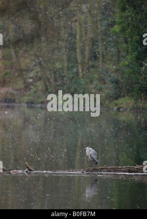 Héron cendré Ardea cinera, 2e hiver debout sur arbre tombé dans une averse de neige, Dorset, UK Banque D'Images