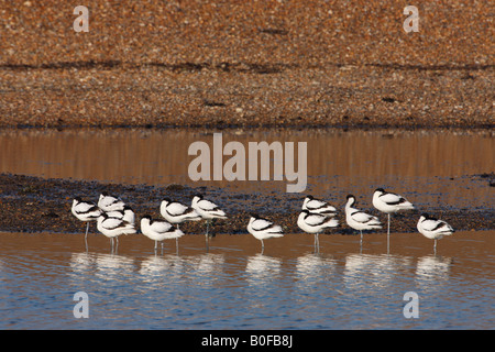 Avocettes Recurvirostra avosetta, troupeau d'adultes se percher dans le gravier lagoon, Norfolk, UK Banque D'Images