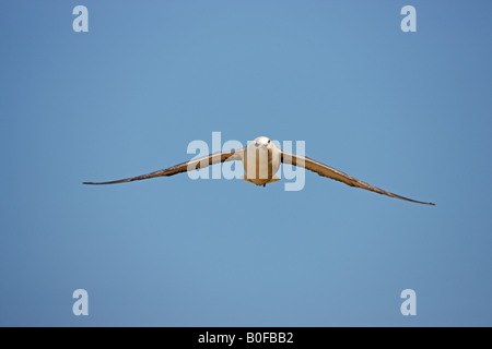 Fulmaris glacialis Fulmar boréal adulte en vol avec ciel bleu Norfolk UK Banque D'Images