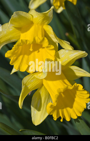 Jonquilles jaunes en pleine floraison Narcissus Cyclamineus Englander fleurs florales personne aucun véritable arrière-plan le printemps est arrivé enfin elle Banque D'Images
