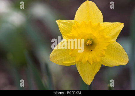 Jonquille jaune en pleine floraison Narcissus Cyclamineus Englander fleur cyclamen fleuri véritables arrière-plans arrière-plan le printemps est arrivé enfin ici Banque D'Images