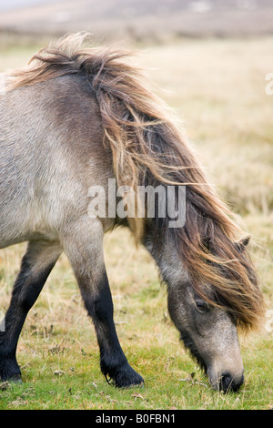 Le pâturage de poney sur la lande Dartmoor Devon Royaume Uni Banque D'Images