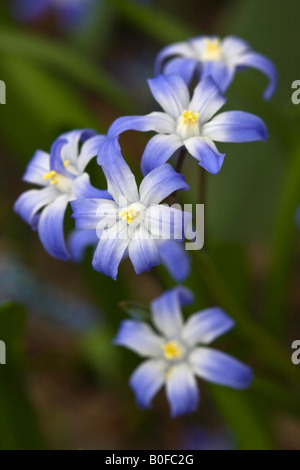 Bleu Chionodoxa luciliae gloire de la neige images photos photos au-dessus très haute résolution gros plan format vertical aux États-Unis US haute résolution Banque D'Images