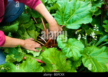 La récolte de la rhubarbe, de l'homme organique un printemps traiter à partir d'un potager Banque D'Images