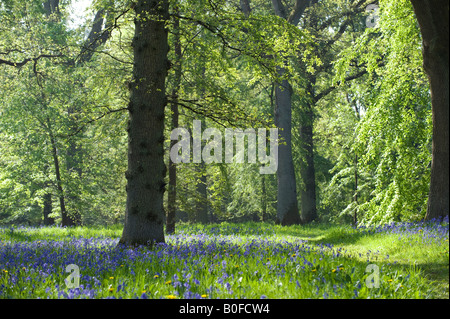 Bluebell et chêne anglais woodland au printemps. UK Banque D'Images