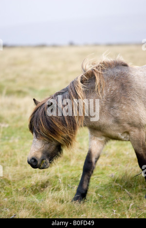 Le pâturage de poney sur la lande Dartmoor Devon Royaume Uni Banque D'Images