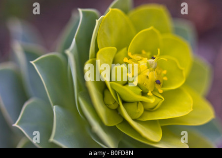 Euphorbia myrsinites flore florale vue d'en haut personne aucune gros plan macro détail affichage flou arrière-plan flou vue de dessus haute résolution Banque D'Images