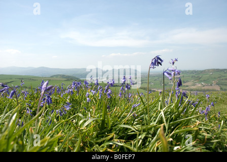 Bluebell commun (Hyacinthoides non-scripta) Banque D'Images