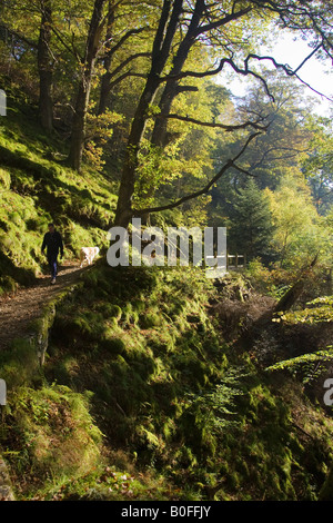 Chien Labrador homme marche sur sentier à l'Aira Beck Lake District Angleterre Royaume-Uni Banque D'Images