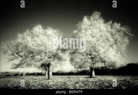 Deux vieux arbres paysage mono infra rouge surréaliste fantomatique Banque D'Images