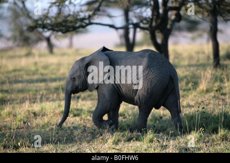 Bébé éléphant au lever du soleil dans le Masai Mara Kenya Afrique de l'Est Banque D'Images