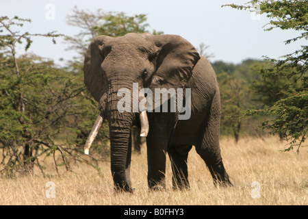 Bull éléphant dans le Masai Mara, Kenya, Afrique de l'Est Banque D'Images