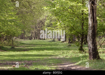 Allée d'arbres dans une forêt Banque D'Images