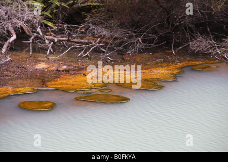 Gros plan sur les contreforts de la silice sur la banque d'Iode couverte, une piscine d'eau de source chaude dans la Vallée volcanique de Waimangu. Banque D'Images