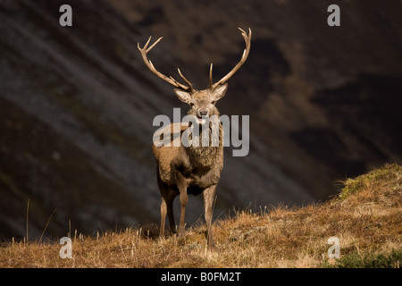 Red Deer (Cervus elaphus) Stag à Alladale, Highlands, Scotland Banque D'Images