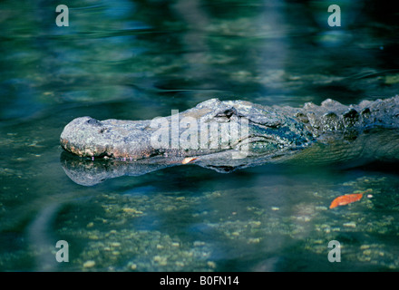 USA FLORIDA EVERGLADES NATIONAL PARK Un Alligator mississippiensis Alligator dans le parc national des Everglades Banque D'Images