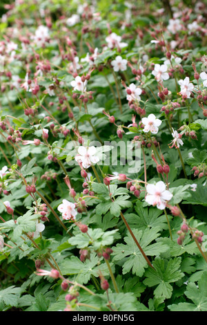 GERANIUM MACRORRHIZUM AGA ALBUM Banque D'Images