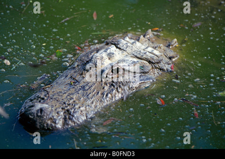 Un Alligator Alligator mississippiensis dans le parc national des Everglades Banque D'Images