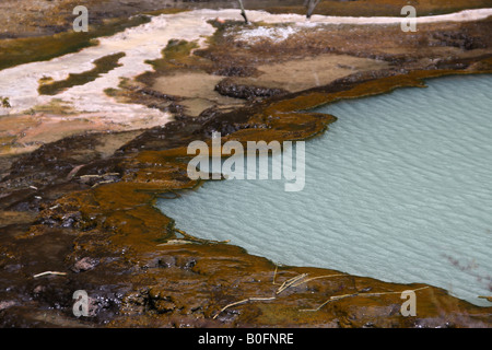 Gros plan sur les contreforts de la silice sur la banque d'Iode couverte, une piscine d'eau de source chaude dans la Vallée volcanique de Waimangu. Banque D'Images