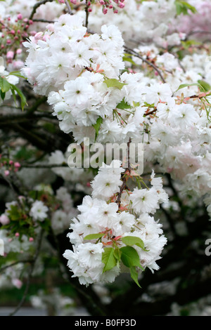 PRUNUS SHOGETSU AGM Banque D'Images