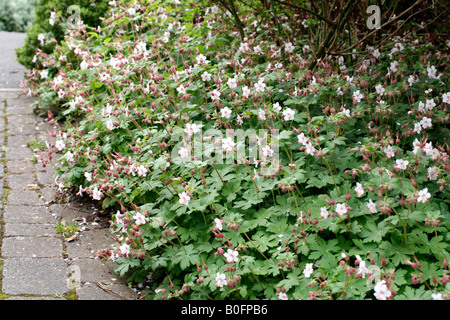 GERANIUM MACRORRHIZUM AGA ALBUM Banque D'Images