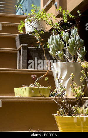 Groupe de plantes succulentes en pot dans les escaliers Banque D'Images