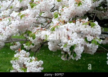 PRUNUS SHOGETSU AGM Banque D'Images