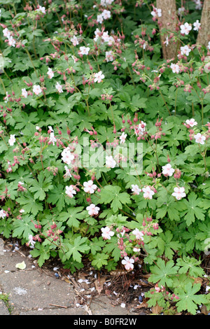 GERANIUM MACRORRHIZUM AGA ALBUM Banque D'Images